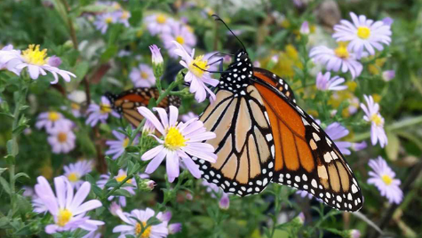 monarch butterfly on flower