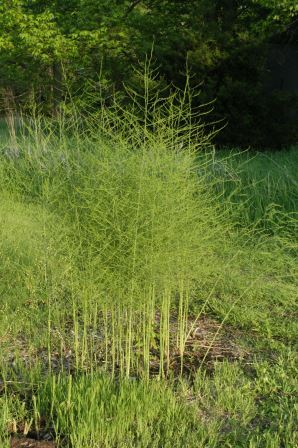 Asparagus plants