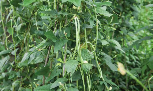 Bean pods growing on Vines