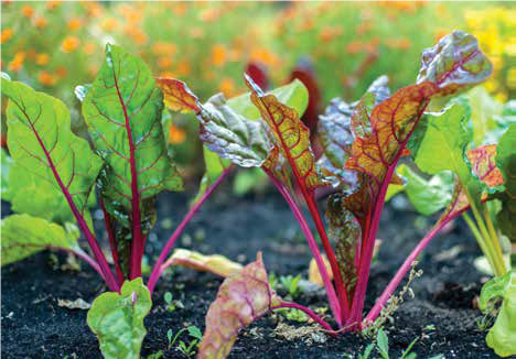 Beet Tops