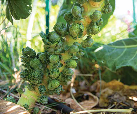 Brussel Sprout Plant