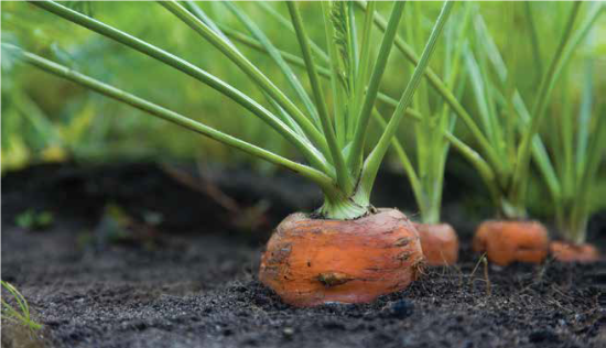 carrot tops