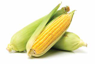 sweet corn ear