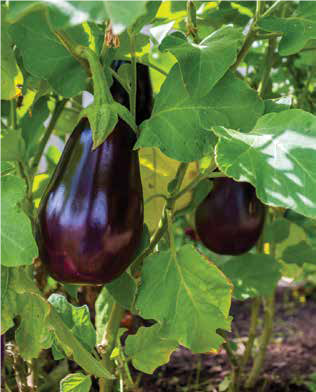 Eggplant growing