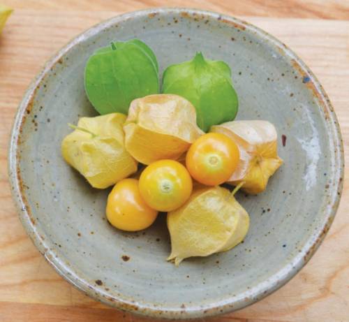 Ground Cherry Fruit