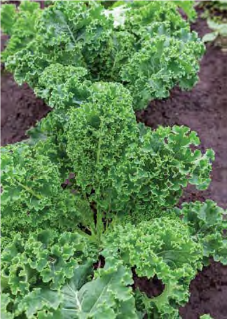 kale plant