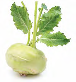 Green kohlrabi