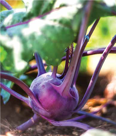 Purple Kohlrabi