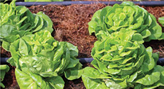 lettuce plants