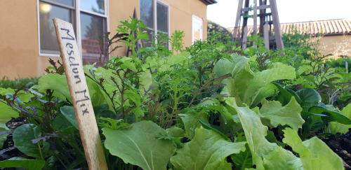 Mix of leafy greens