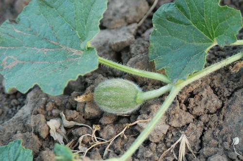 Muskmelon fruit