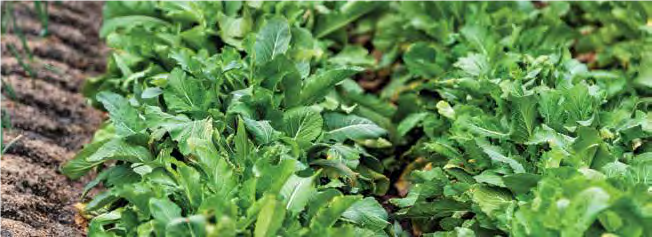 mustard growing in a field