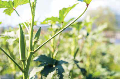 Okra growing on plant