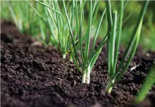 onion plants