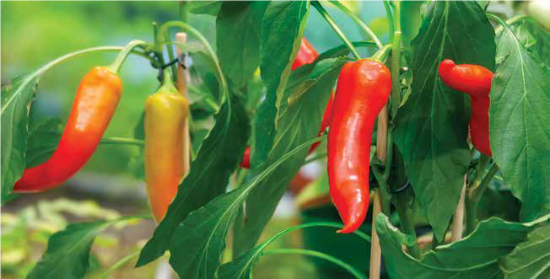 pepper plants