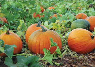 pumpkin in field