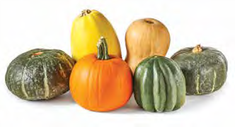 mix of squash plants