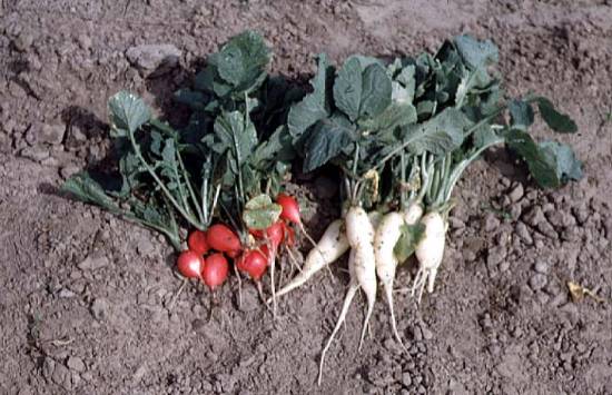 radishes