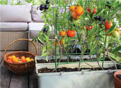 tomato in containers