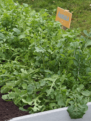 arugula plant