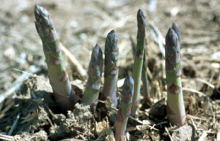 asparagus spears