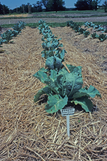 cauliflower plants