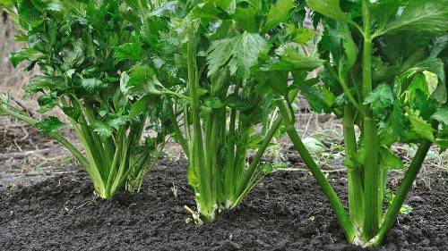 celery plants