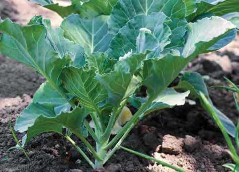 Collards plant