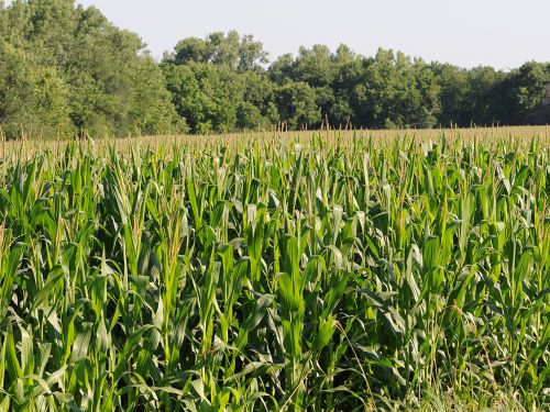 corn field