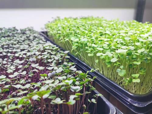 microgreen seedlings