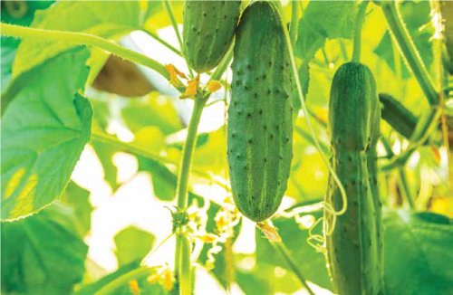 Cucumber vine