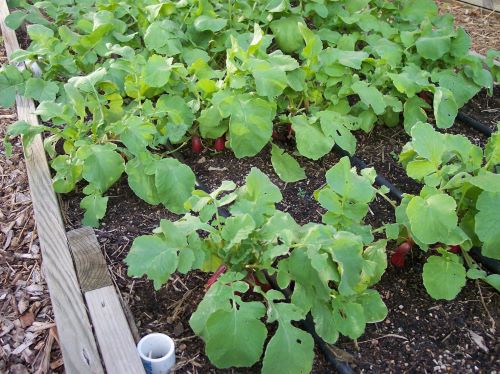 Radish foliage