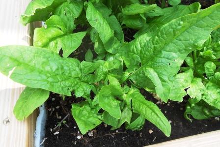 spinach leaves