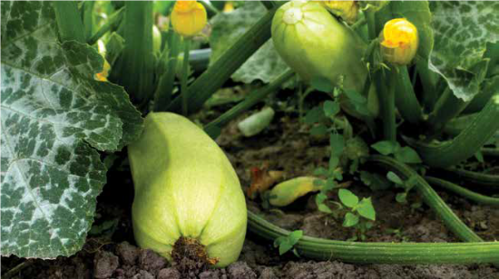 summer squash plants