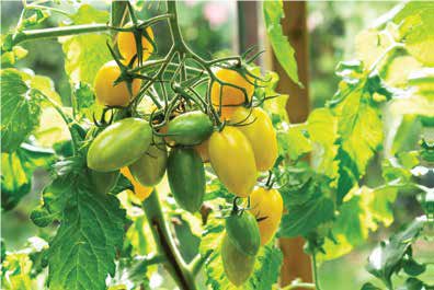 yellow tomatoes