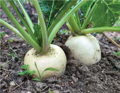 turnip plants in ground