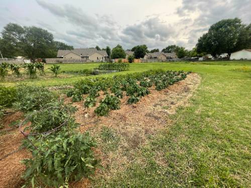 Pepper Trials